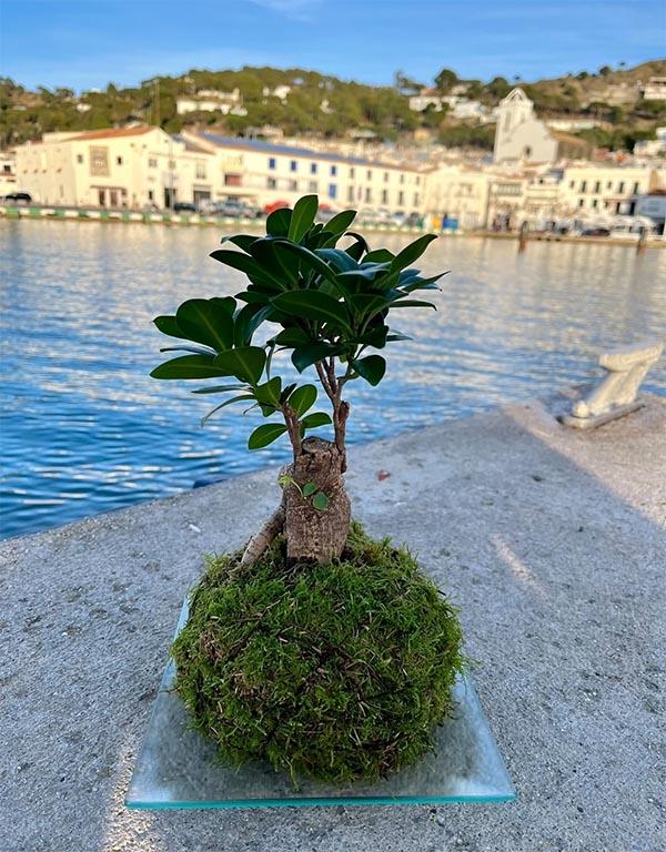 Espai Clorofil·la i les Kokedama