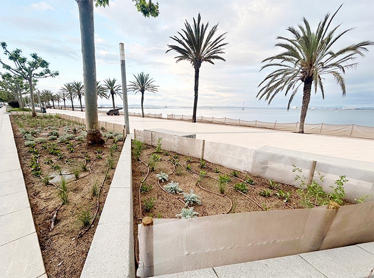 Els parterres del passeig Marítim de Roses es renoven amb espècies sostenibles i adaptades a l’entorn marí Els parterres del passeig Marítim es renoven amb espècies sostenibles i adaptades a l’entorn marí