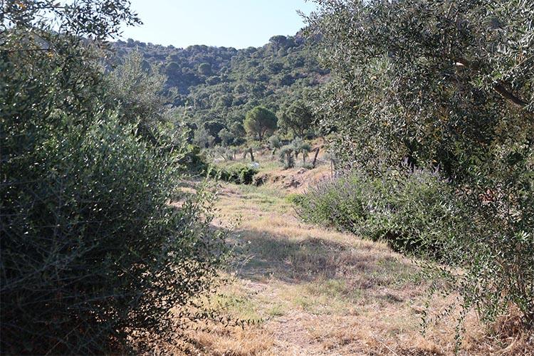 Roses condiciona anualment 680.000 m2 de franges de protecció contra incendis Roses condiciona anualment 680.000 m2 de franges de protecció contra incendis