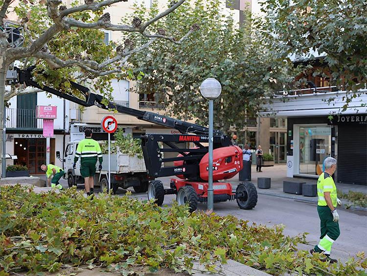 Roses inicia la campanya de poda d’arbrat urbà per vetllar per la salut dels arbres i foragitar estornells Roses inicia la campanya de poda d’arbrat urbà per vetllar per la salut dels arbres i foragitar estornells